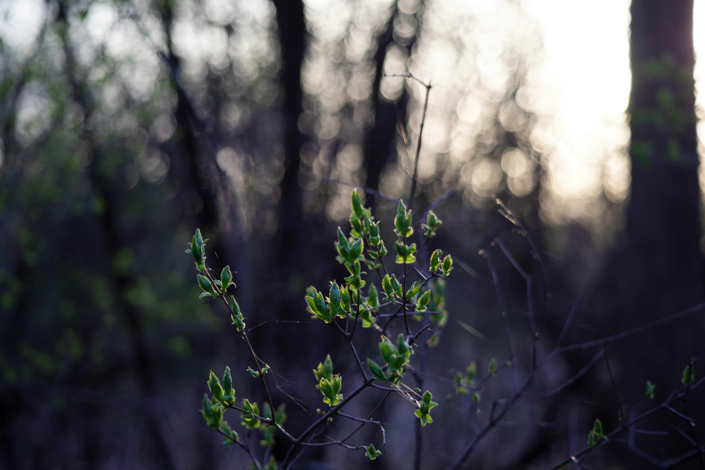 a nch with green leaves sitting in the forest