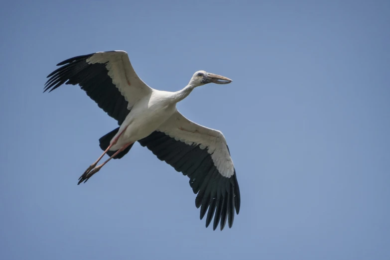 a large bird with long wings soaring through the sky