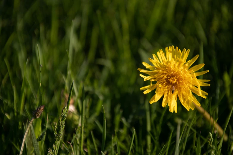 a yellow flower on the ground in some grass