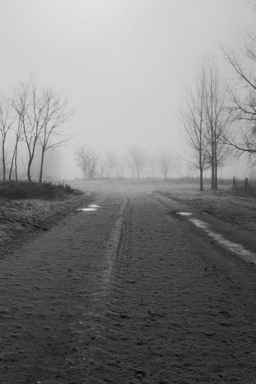 a foggy road near some trees and a pasture