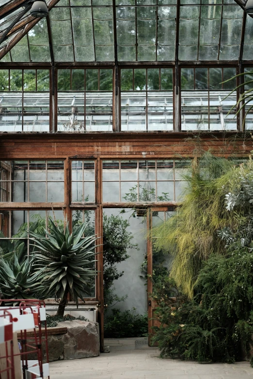 an interior view of a greenhouse containing plants and foliage