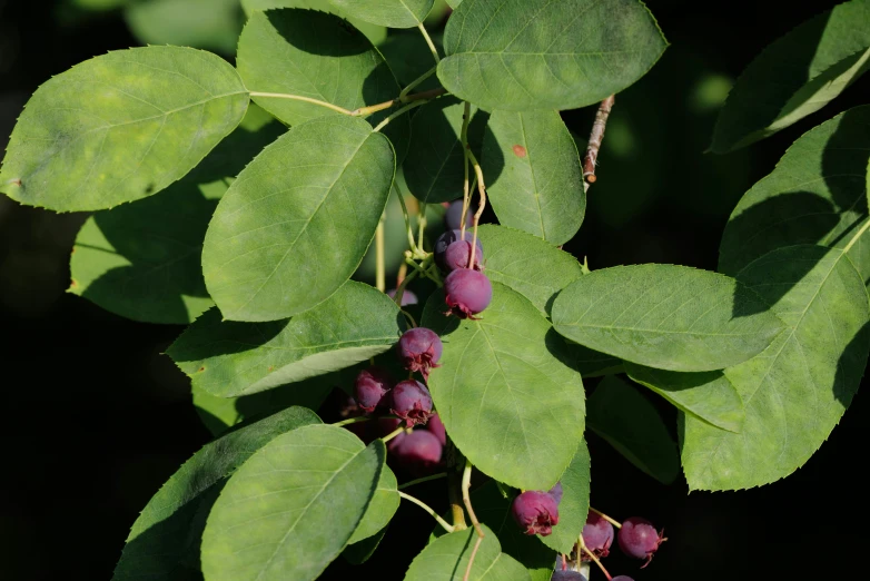 the berries are still green in the early spring