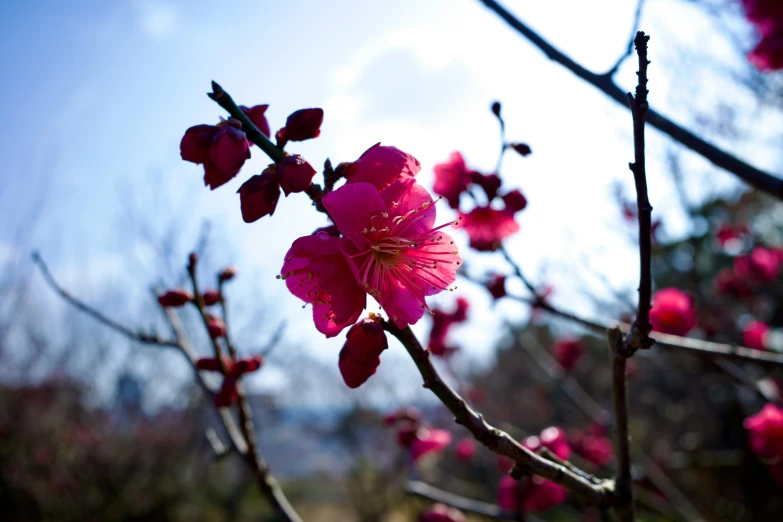 the blooming nches of a bush against a blue sky