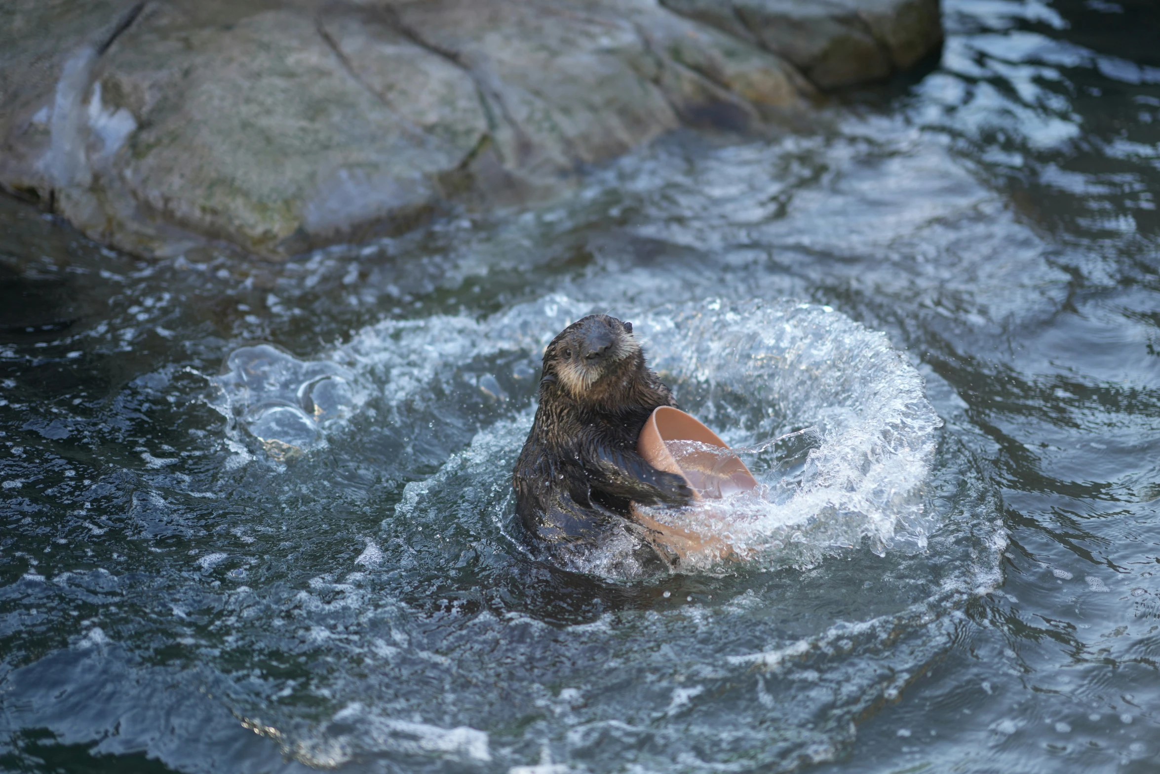 an animal swimming in the water and splashing around