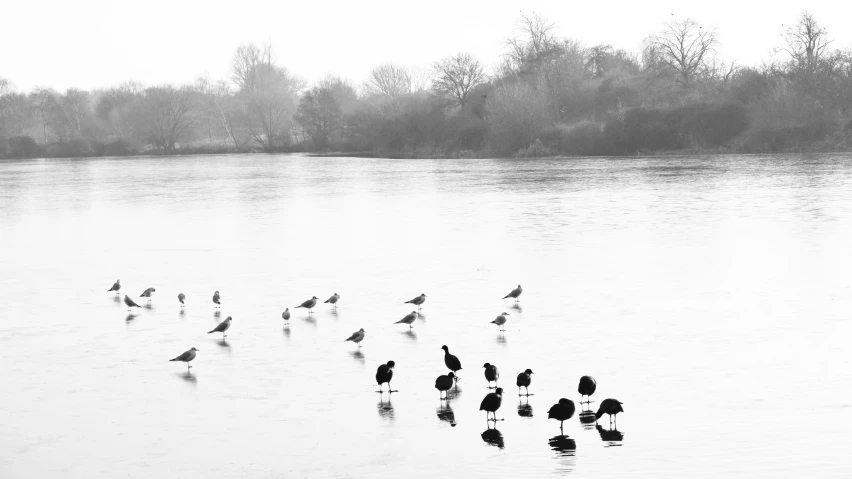 a large flock of birds is standing in the water