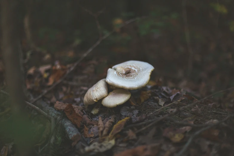 a mushroom with an opening in it is standing out amongst leaves