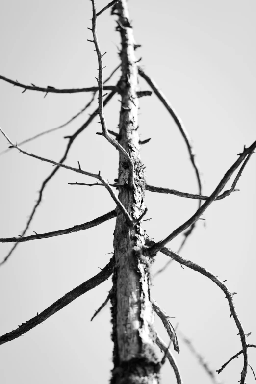 a bare tree is pictured against a clear sky