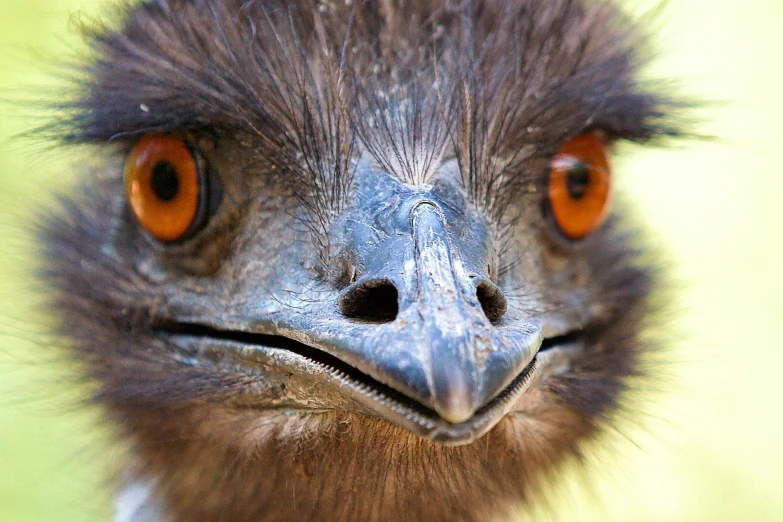 a close - up po of a bird's head and eyebrows