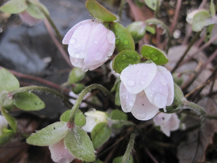 a group of pink flowers with water droplets on them