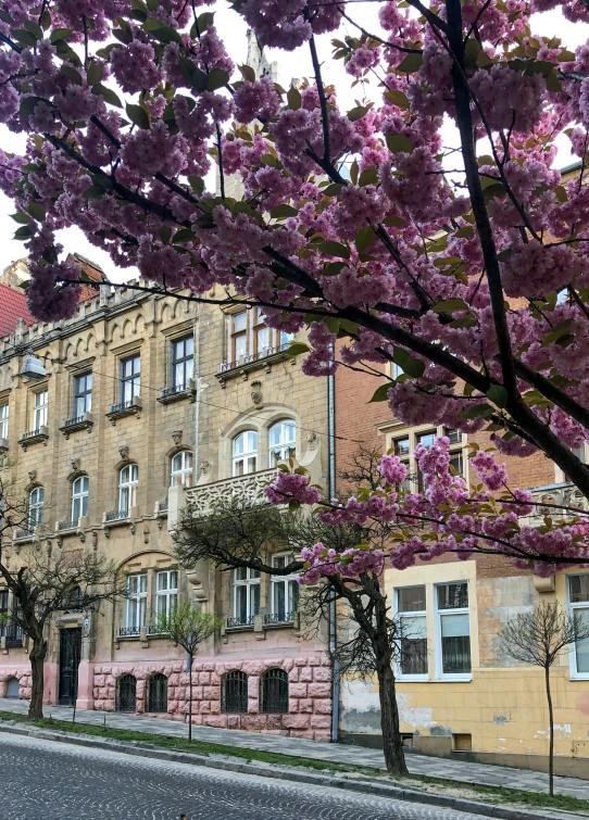 pink flowering trees are lining a row in front of a large building