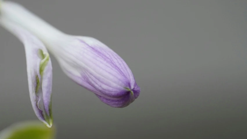 a purple and white flower growing on a green stem