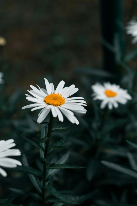 many white daisies stand out against the dark background