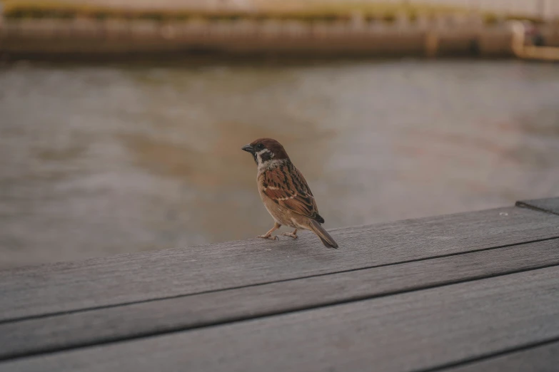 an image of a small bird on the deck