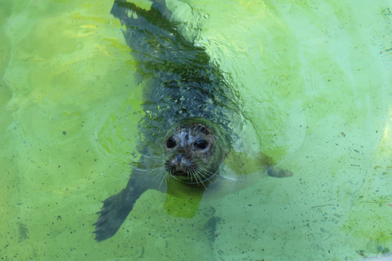 a young seal swimming on the water