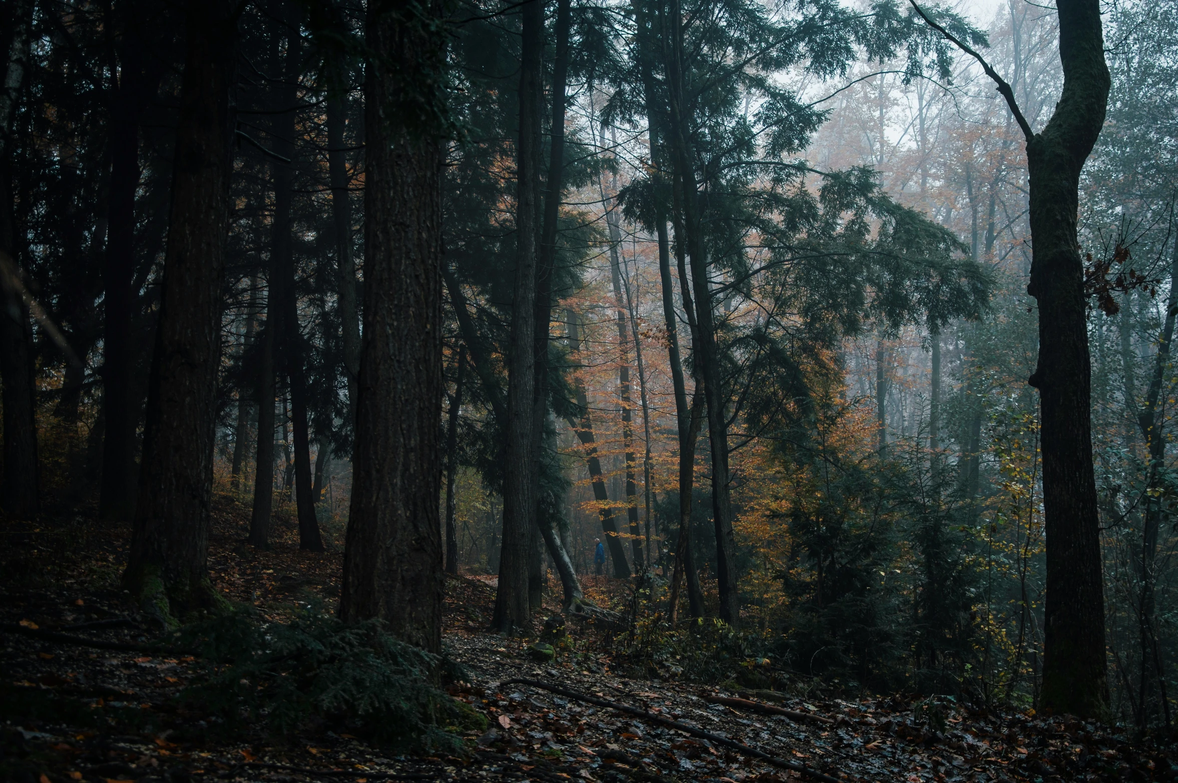 trees are standing in the middle of the woods