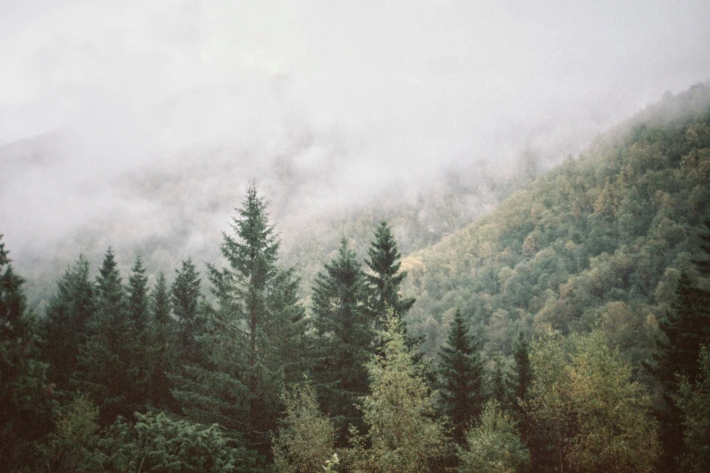 many trees and a lot of fog in the distance