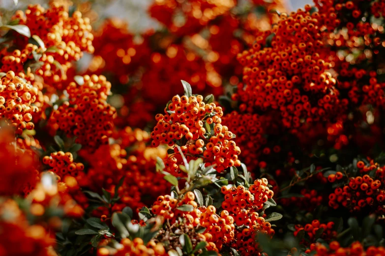 the leaves and flowers on a tree are red