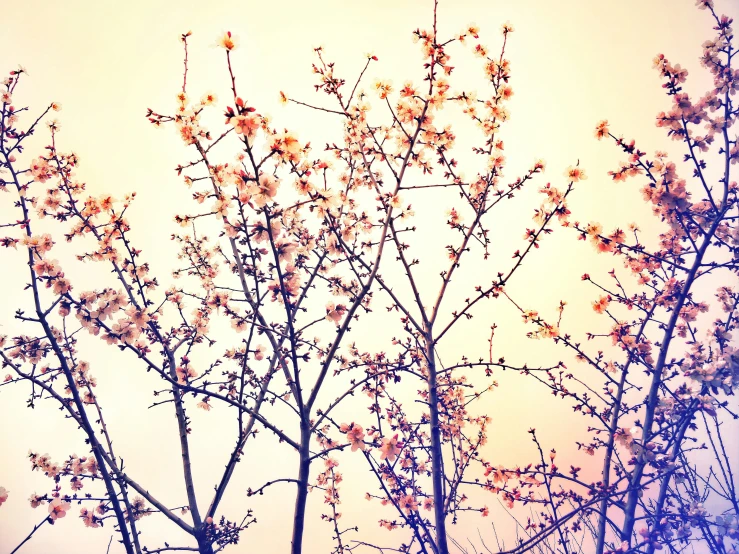 a flowering tree is seen against the sky