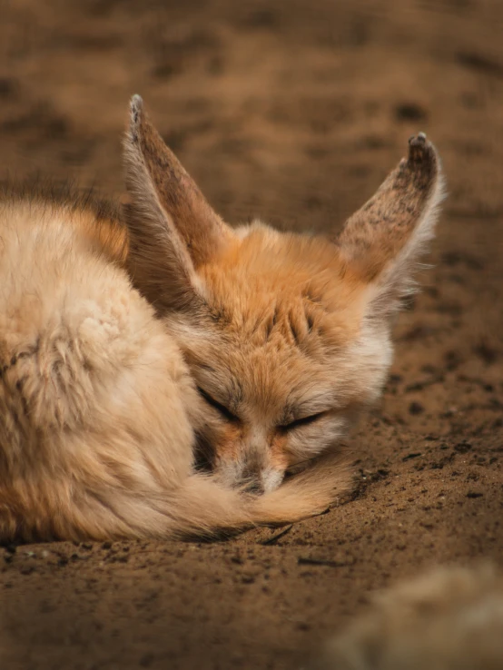 a sleeping fox is in the middle of dirt