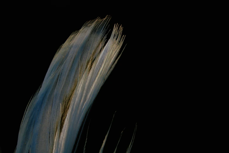 an abstract pograph of blue and grey brush on black background