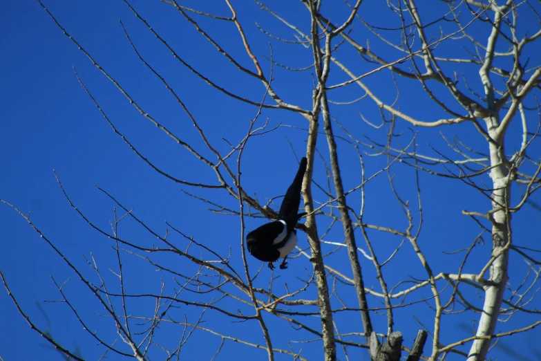 a bird hanging from the top of a tree in the sky