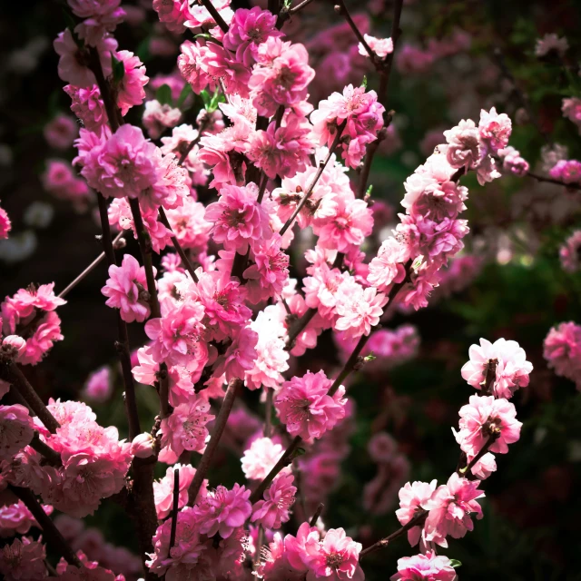 pink flowers are blooming on a tree with green leaves