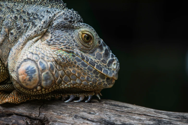 an adult iguana resting on a nch in the sun