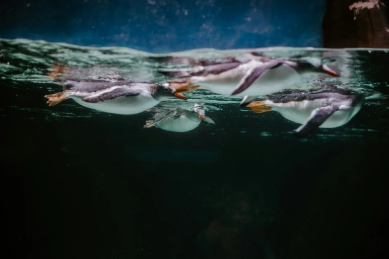 two penguins swim underwater in a pool