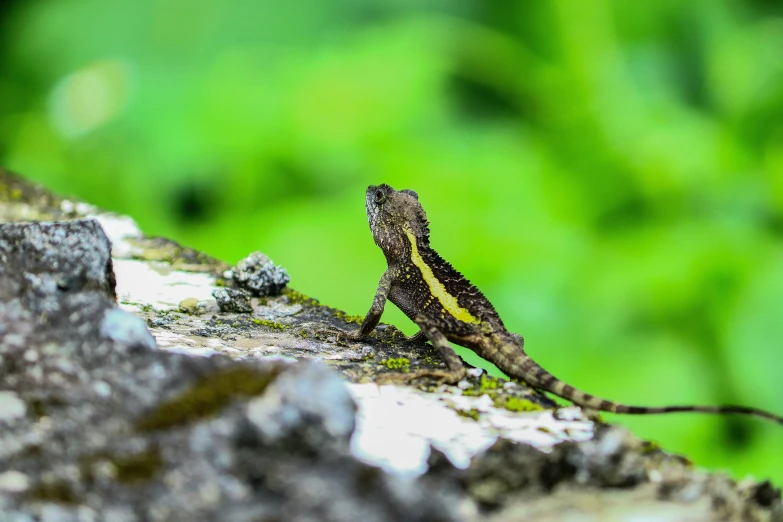 a lizard is standing on a rock outside