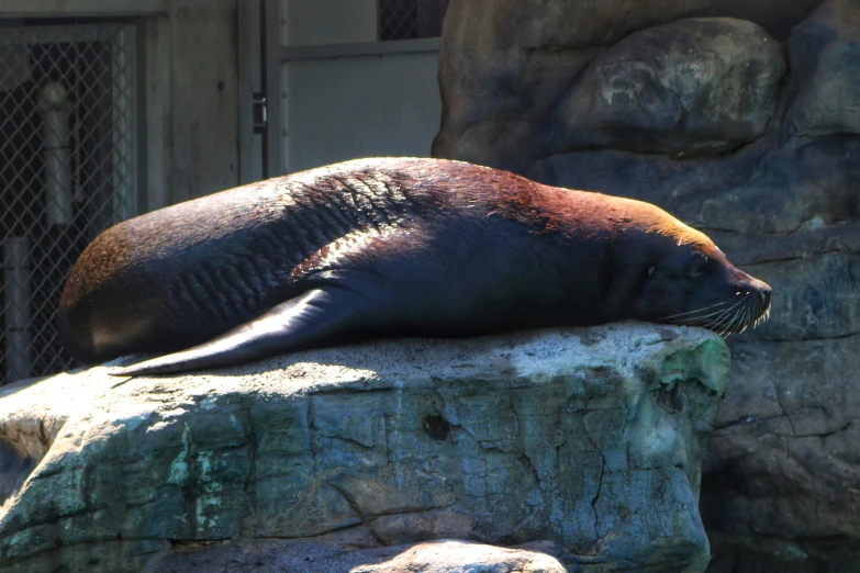 the seal is resting in the zoo enclosure