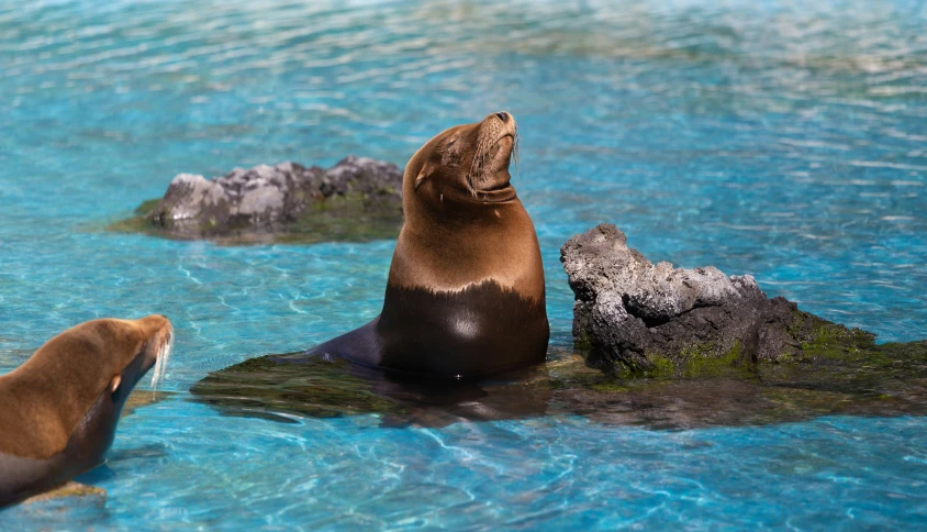 a sea lion standing on top of a rock in the ocean