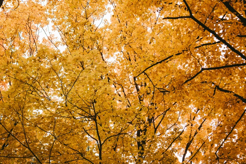 a close - up image of trees and leaves with yellow and red leaves