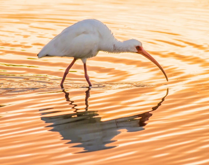 a very large bird with long legs in the water
