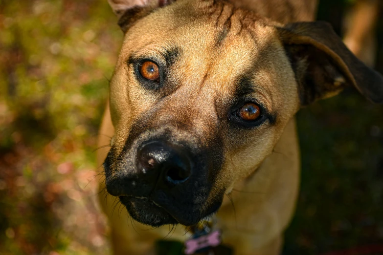 a brown dog with green eyes standing outside