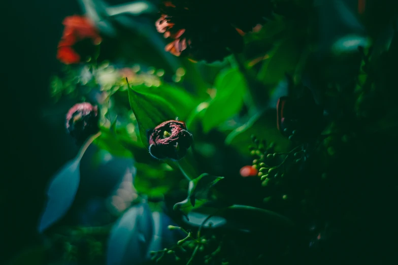 a close - up view of some flowers, some on stems