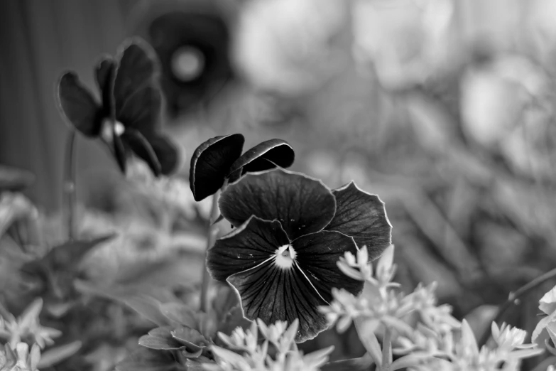 a black and white po of a flower in bloom