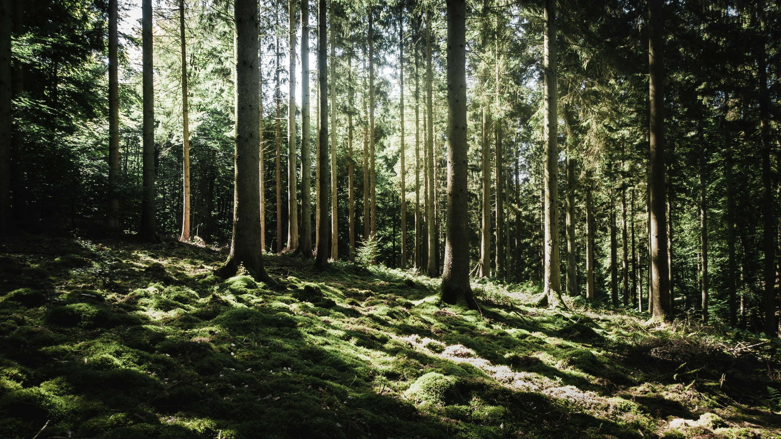 a sunny woodland filled with lots of trees