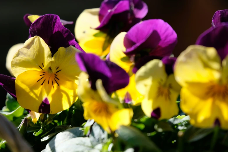 several small flowers that are in the sun