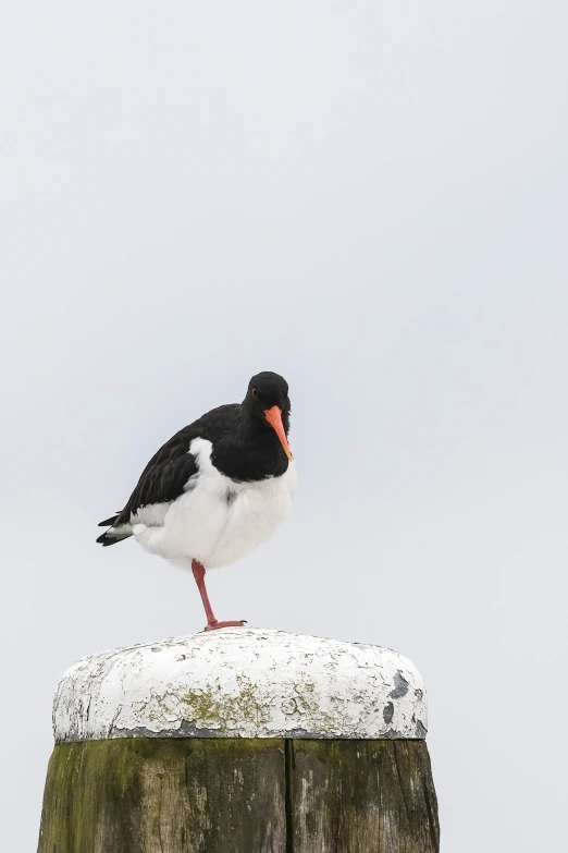 a white and black bird standing on a wooden post