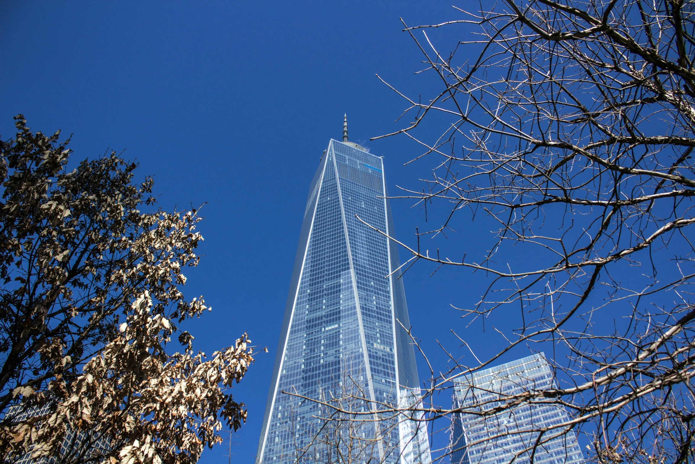 tall building near trees in front of a blue sky