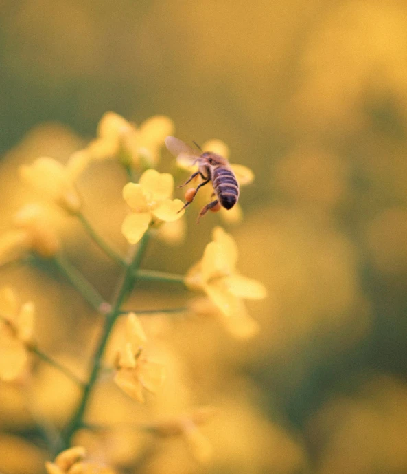 a bee is perched on top of the flower