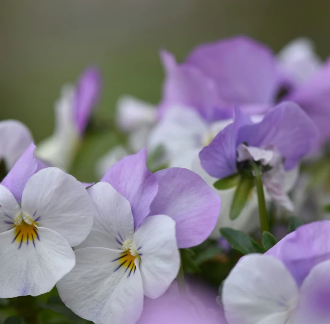 some purple and white flowers sitting together