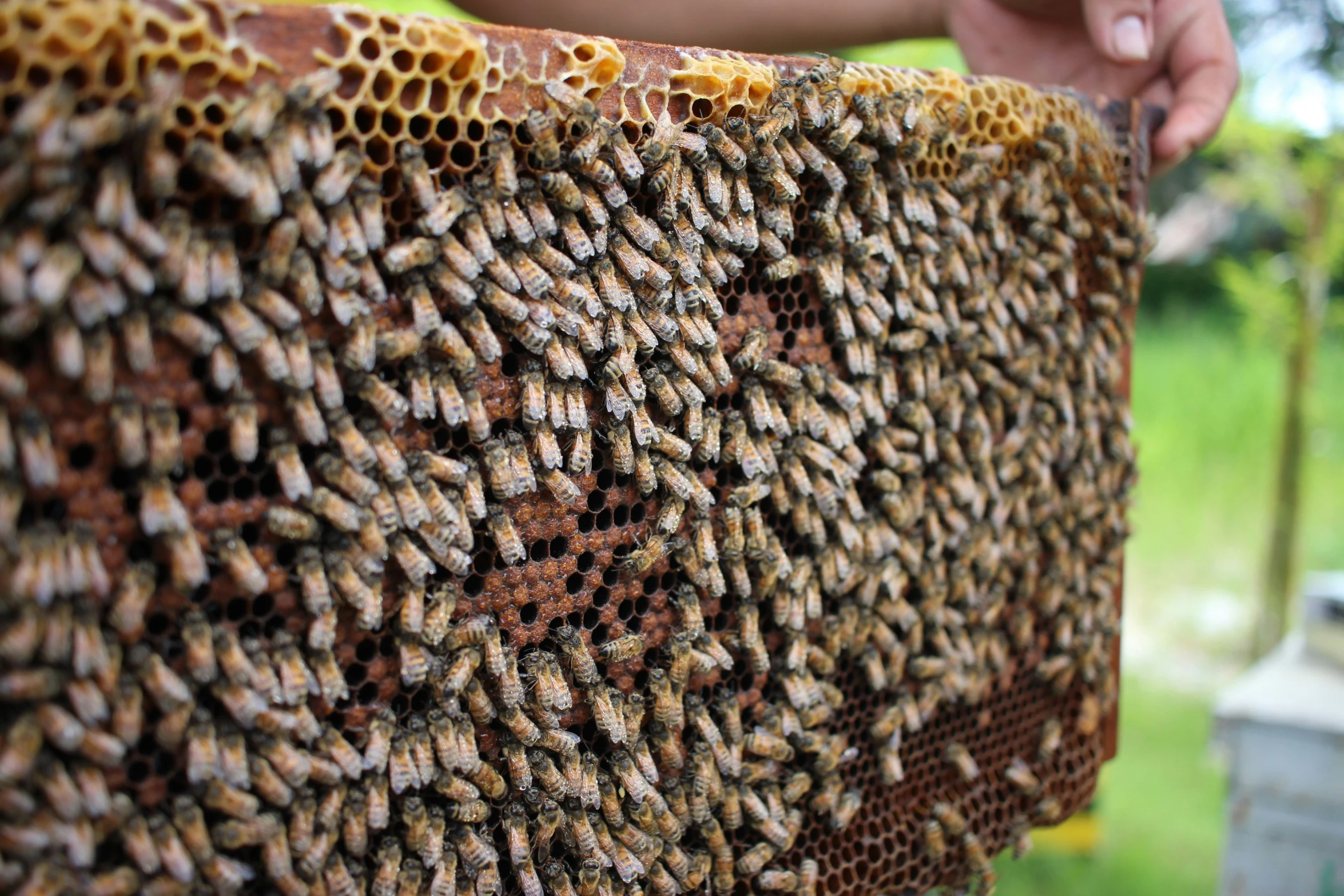 a bunch of bees are being held up by a man