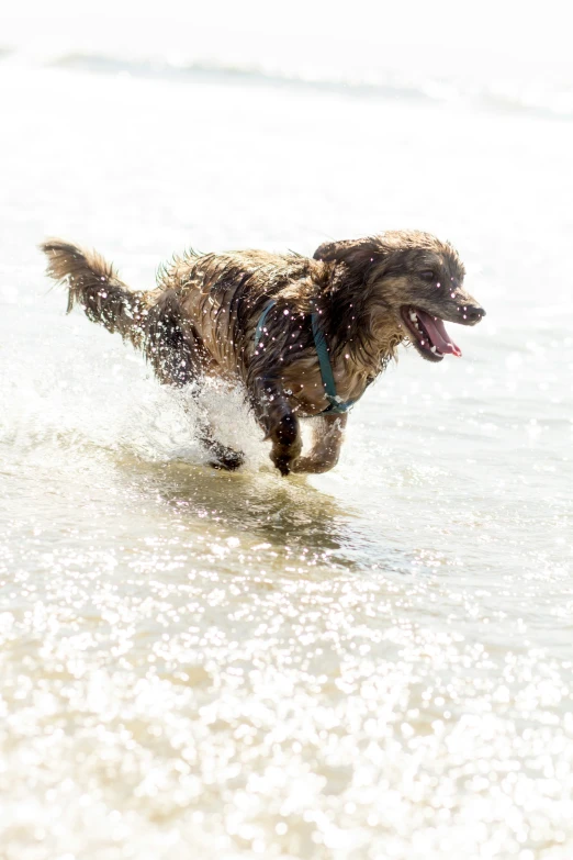 a dog running across a beach while wearing a harness