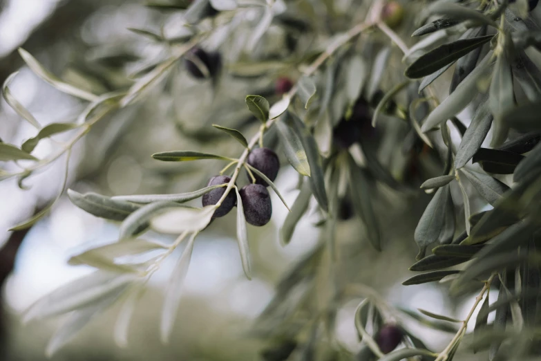 olives growing on an olive tree with leaves