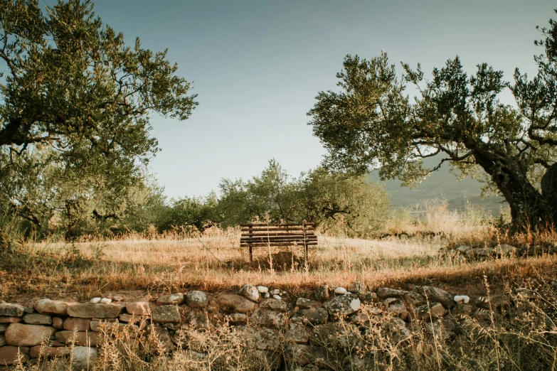 an empty wooden bench in a grassy field