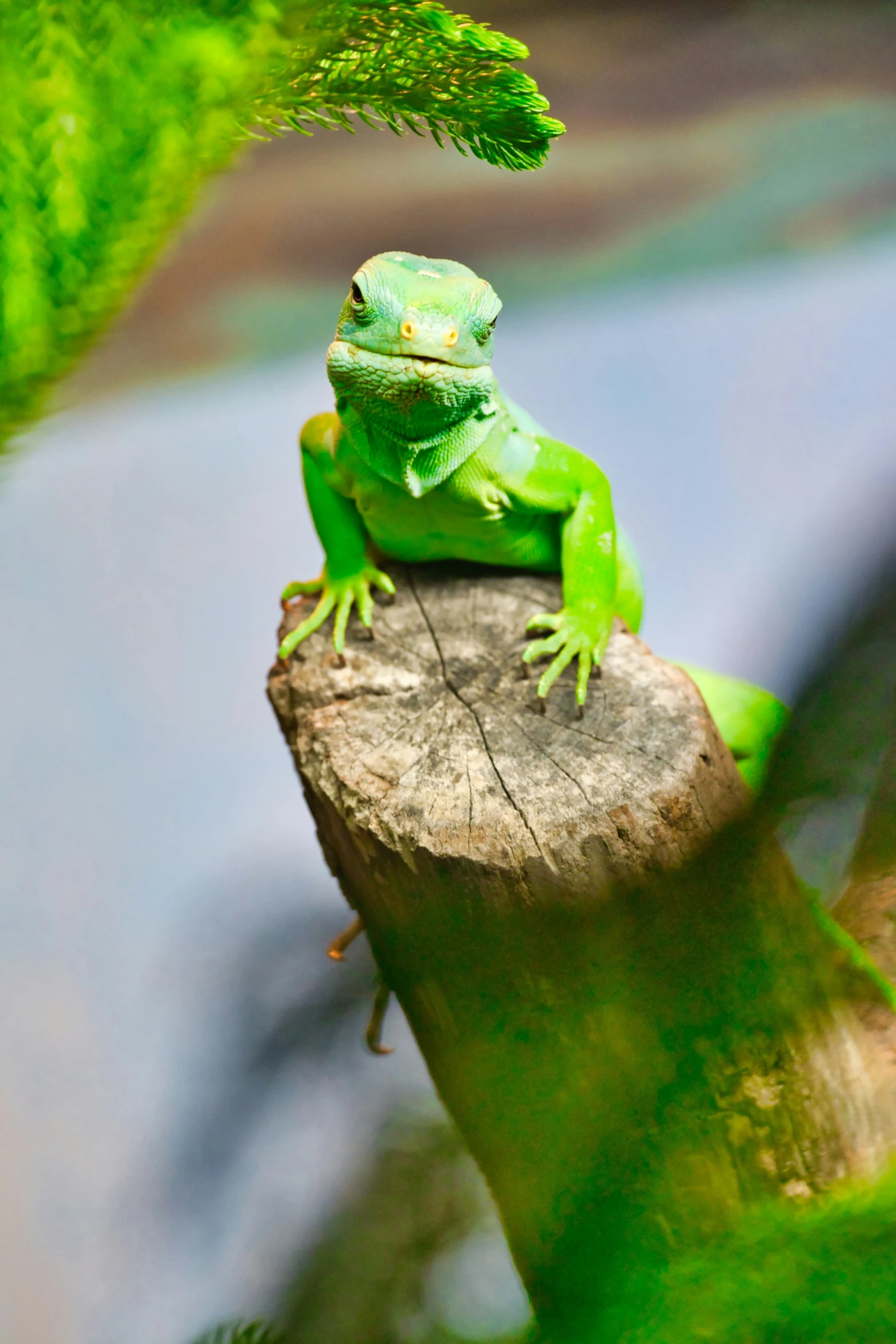 a large green frog sitting on a piece of wood