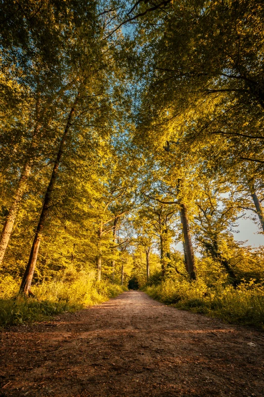 a road that is surrounded by trees