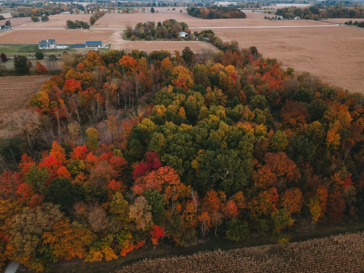 an image of a country side with leaves changing colors