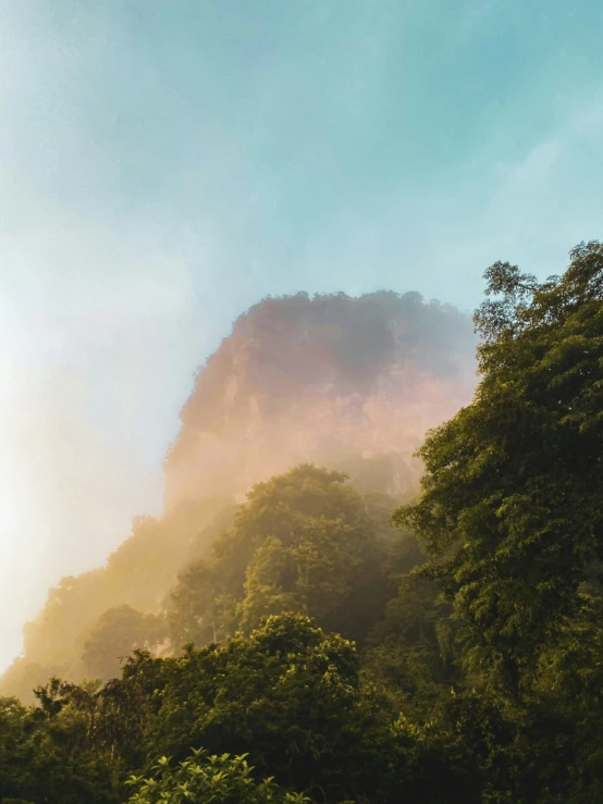 a po of trees with misty mist at the top